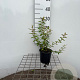 Hypericum 'Hidcote' 30-40 cm C1.3
