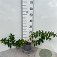 Hypericum 'Hidcote' 30-40 cm C1.3
