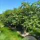 Koelreuteria paniculata 200-250 cm container meerstammig