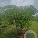 Koelreuteria paniculata 250-300 cm container meerstammig opgekroond