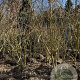 Koelreuteria paniculata 250-300 cm container meerstammig opgekroond