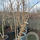 Koelreuteria paniculata 250-300 cm container meerstammig opgekroond