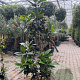 Magnolia grand. 'Little Gem' 150 cm 35L