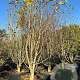 Magnolia kobus 300-350 cm container meerstammig solitair