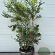 Osmanthus burkwoodii 125-150 cm container meerstammmig
