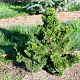 Pinus parv. 'Brevifolia' GM container meerstammig solitair