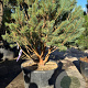 Pinus sylv. 'Watereri' 150-175 cm container 