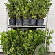 Pittosporum tobira 60-80 cm 9L