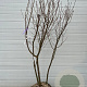 Prunus 'Accolade' 300-350 cm container meerstammig karakter