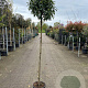 Prunus l. 'Angustifolia' 150 cm stam 12L