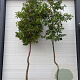 Prunus lusitanica Tico 225-250 cm draadkluit