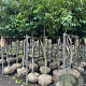Prunus lusitanica Tico 225-250 cm draadkluit
