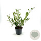 Prunus l. 'Zabeliana' 40-50 cm 3,0L