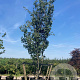 Prunus ser. 'Kanzan' 200-250 cm cont. 450L solitair