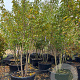 Prunus ser. 'Kanzan' 300-350 cm container meerstammig karakter
