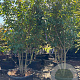 Prunus ser. 'Kanzan' 300-350 cm container meerstammig karakter