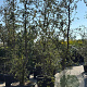 Quercus suber 200-250 cm cont. 110L meerstammig