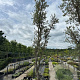 Quercus suber 250-300 cm container meerstammig opgekroond