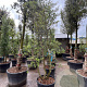 Quercus suber 250-300 cm container meerstammig opgekroond