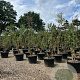 Quercus suber 300-350 cm container meerstammig karakter
