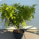 Wisteria sinensis 'Prolific' 50-60 cm container