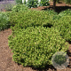 Pinus dens. 'Low Glow' 25-30 cm 3,5L