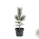 Pinus flex. 'Vanderwolf's Pyramid' 30-40 cm 3,0L