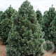 Pinus flex. 'Vanderwolf's Pyramid' 30-40 cm 3,0L