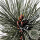 Pinus flex. 'Vanderwolf's Pyramid' 30-40 cm 3,0L