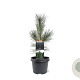 Pinus flex. 'Vanderwolf's Pyramid' 30-40 cm 3,0L