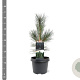 Pinus flex. 'Vanderwolf's Pyramid' 30-40 cm 3,0L