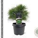 Pinus strobus 'Minima' 25-30 cm 3,5L