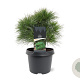 Pinus strobus 'Minima' 25-30 cm 3,5L