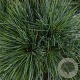 Pinus strobus 'Minima' 25-30 cm 3,5L