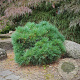 Pinus strobus 'Minima' 25-30 cm 3,5L
