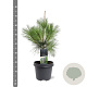 Pinus wallichiana 50-60 cm 3,0L