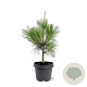 Pinus wallichiana 50-60 cm 3,0L