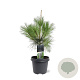 Pinus wallichiana 50-60 cm 3,0L