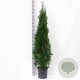Thuja occ. 'Smaragd' 150-175 cm 15L