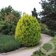 Thuja pl. '4ever' 40-50 cm 3,0L