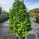 Camellia japonica 100-125 cm 35L extra