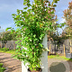 Acer rubrum 200-250 cm 40L meerstammig