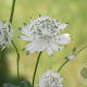Astrantia maj. 'Superstar' GM P9