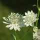 Astrantia maj. 'Superstar' GM P9