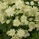 Astrantia maj. 'Superstar' GM P9