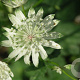 Astrantia maj. 'Superstar' GM P9
