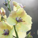 Baptisia 'Carolina Moonlight' GM P9
