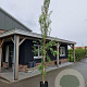 Betula p. 'Fastigiata' 10-12 cm 40L BEVEERD