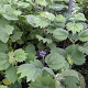 Boehmeria platanifolia GM P9