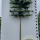 Carpinus betulus 14-16 cm 45L 200 cm stam LEIVORM